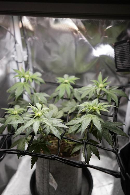 Mini Grow Setup. Week 7