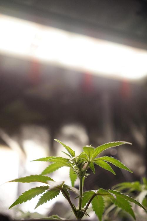 Mini Grow Setup. Week 7