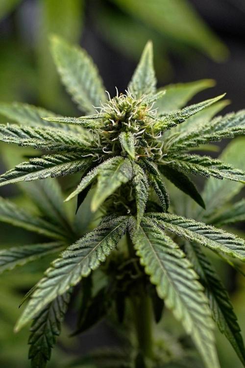 Mini Grow Setup. Week 9