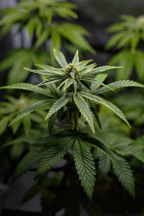 Mini Grow Setup. Week 9