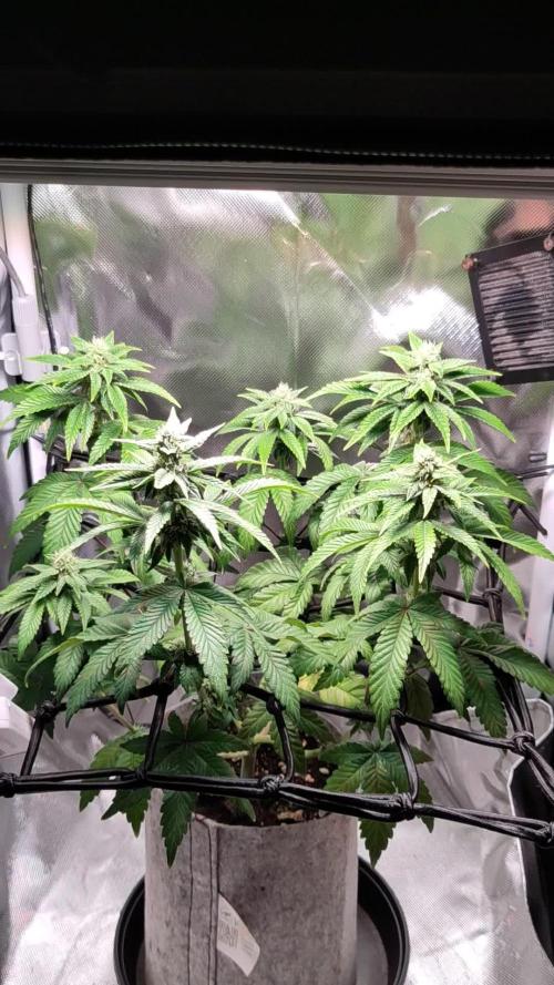 Mini Grow Setup