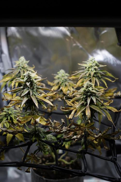 Mini Grow Setup. Week 9