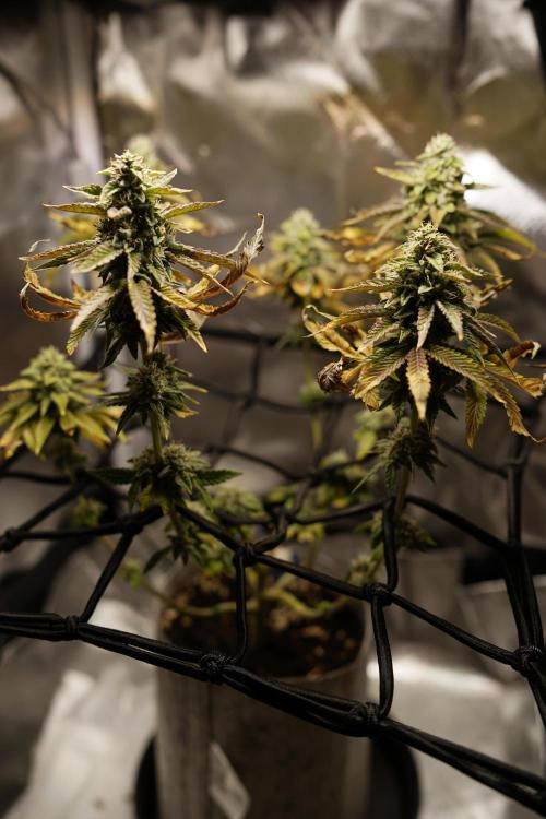 Mini Grow Setup. Week 9