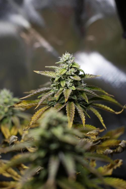 Mini Grow Setup. Week 9