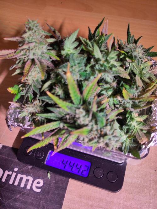 Mini Grow Setup. Week 10