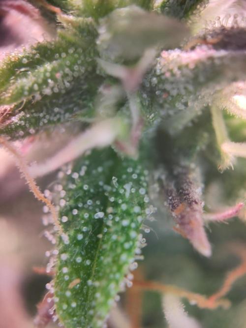 Mini Grow Setup. Week 10