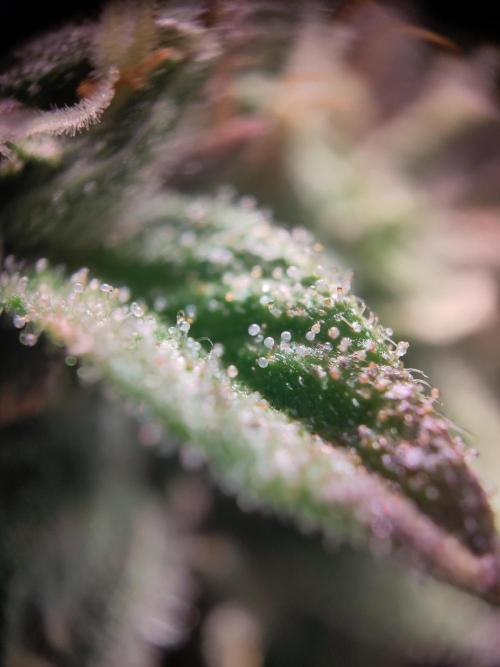 Mini Grow Setup. Week 10