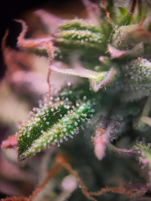 Mini Grow Setup. Week 10