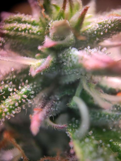 Mini Grow Setup. Week 10