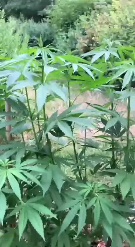 Next outdoor chapter: Frisian dew