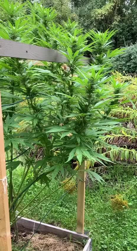 Next outdoor chapter: Frisian dew