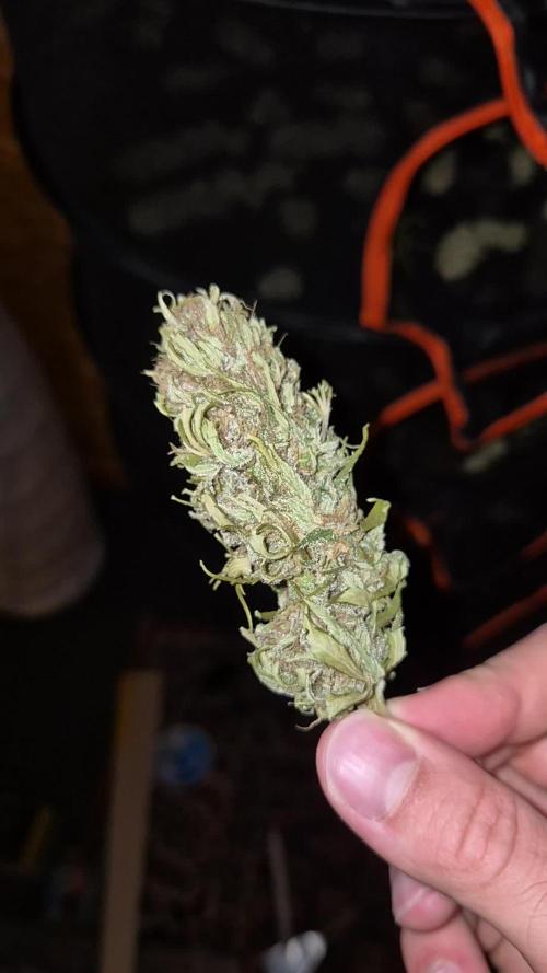 Next outdoor chapter: Frisian dew