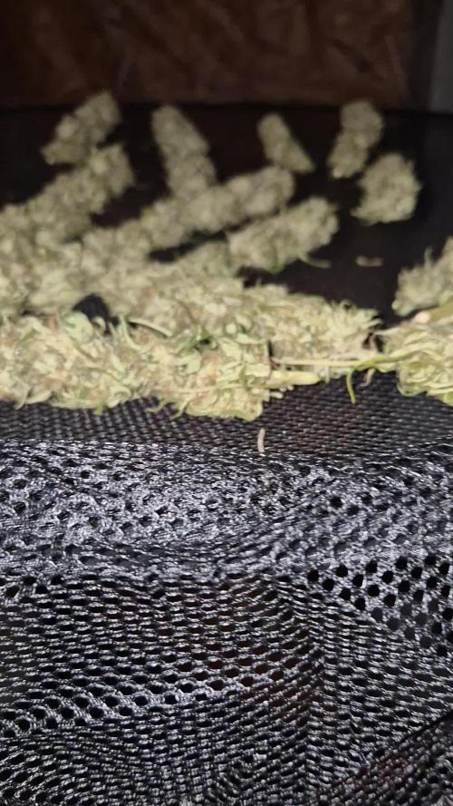 Next outdoor chapter: Frisian dew