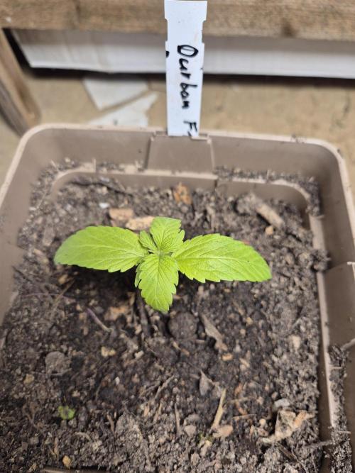 Durban Poison outdoor, regular. Week 2