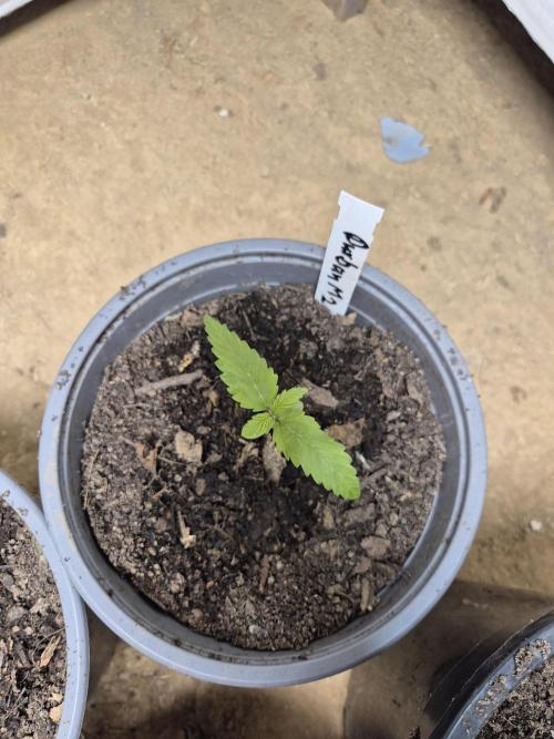 Durban Poison outdoor, regular. Week 2