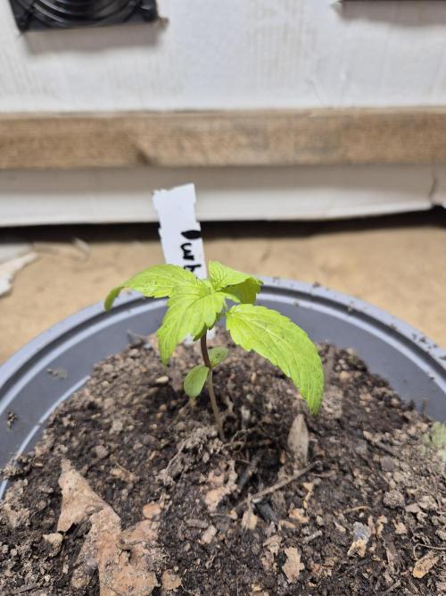 Durban Poison outdoor, regular. Week 2