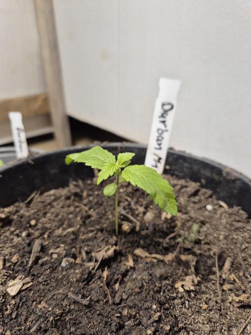 Durban Poison outdoor, regular. Week 2