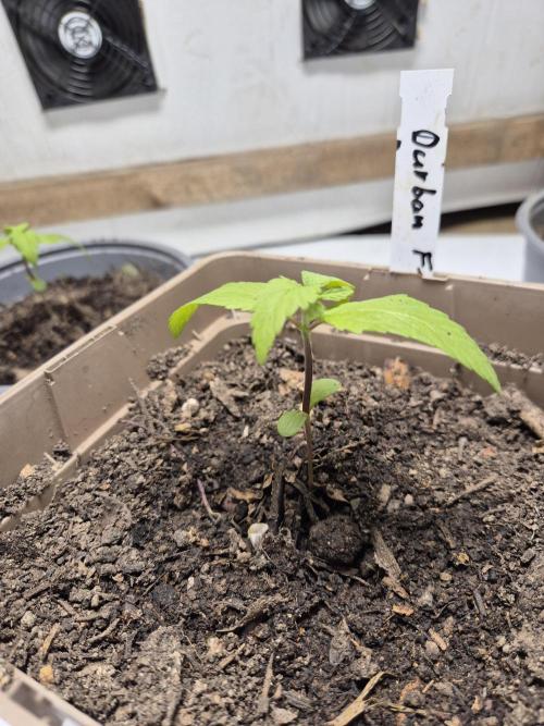 Durban Poison. Week 2