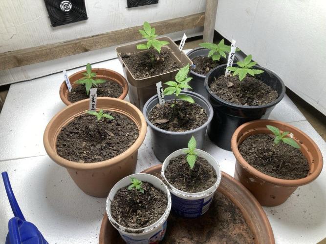 Durban Poison. Week 4