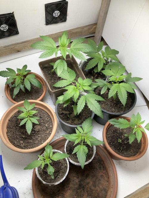 Durban Poison. Week 5