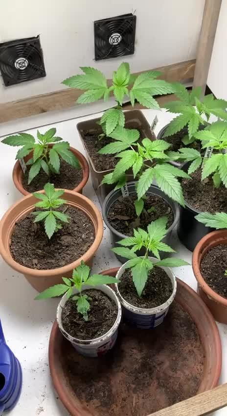 Durban Poison outdoor, regular