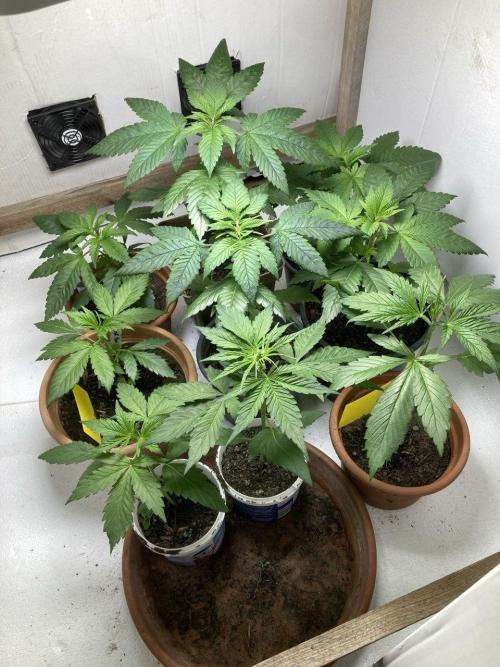 Durban Poison outdoor, regular. Week 6 - The 4 durban poison plants on the top right.