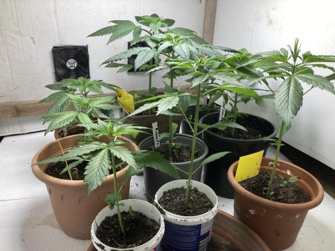 Durban Poison. Week 6