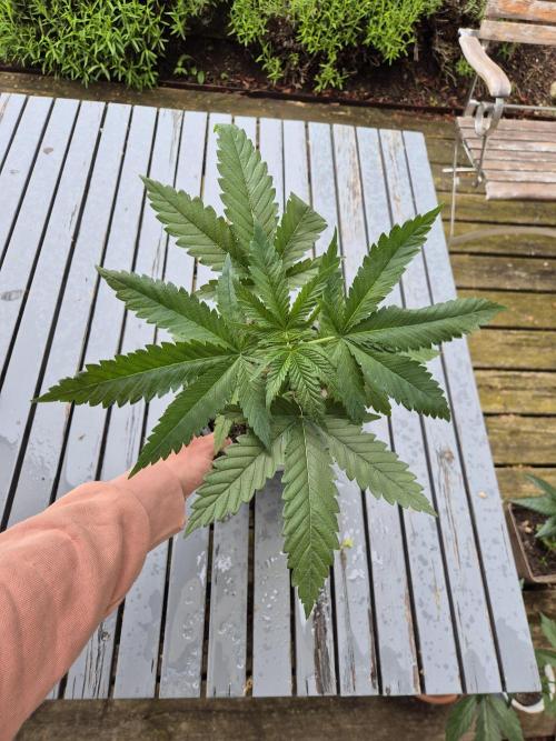Durban Poison outdoor, regular. Week 7 - So beautiful things!
