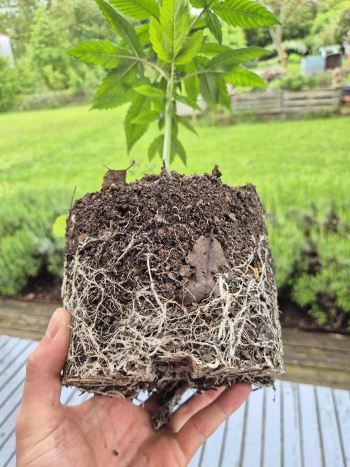 Durban Poison outdoor, regular. Week 7 - Good rootstock