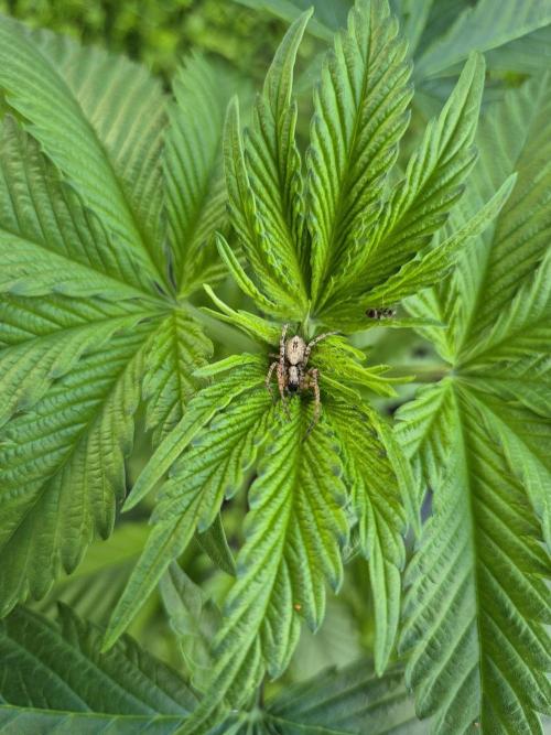 Durban Poison outdoor, regular. Week 7 - First guardian started his job already🙏