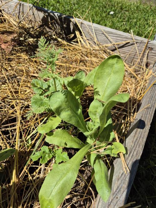 Durban Poison outdoor, regular. Week 7 - Some calendula. Natural repellant for non beneficial nematodes.