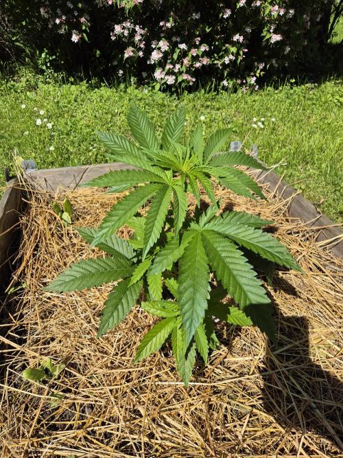 Durban Poison outdoor, regular. Week 7 - Durban nr 2, a lil bit brighter green 