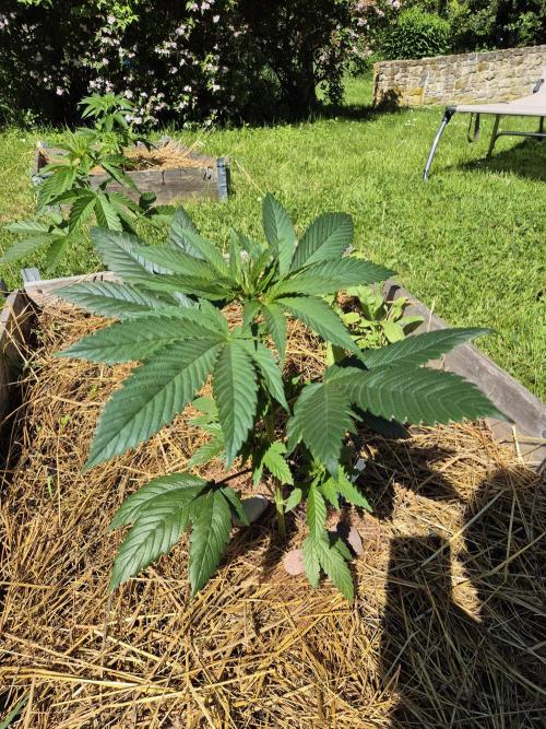 Durban Poison outdoor, regular. Week 7 - Durban 1: very nice dark green 