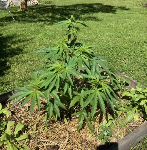 German outdoor, Durban Poison regular. Week 10