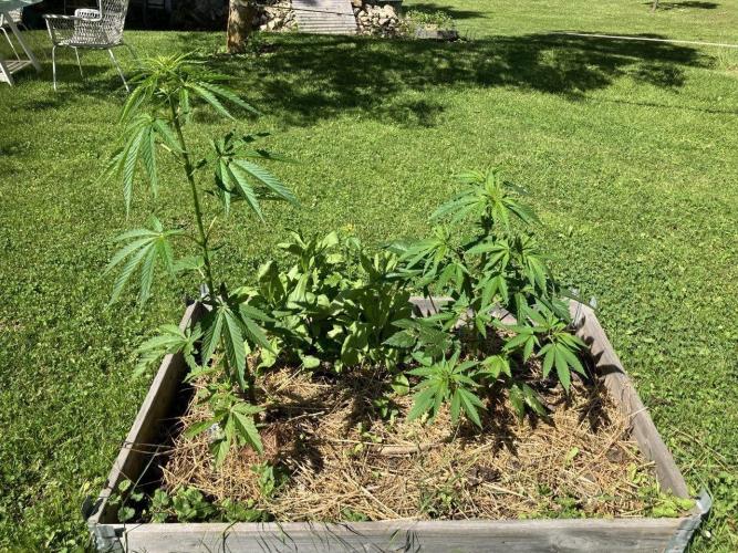 Durban Poison. Week 10