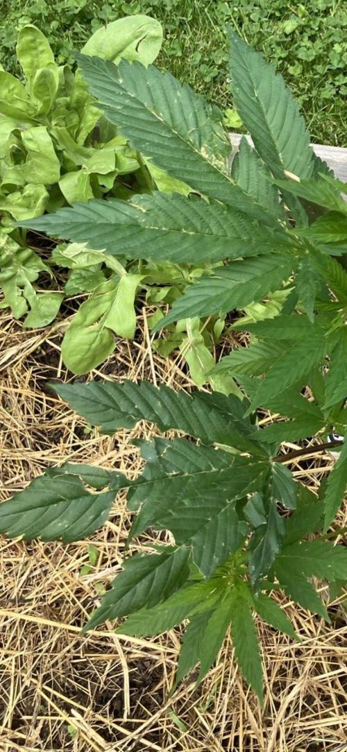 German outdoor, Durban Poison regular. Week 9