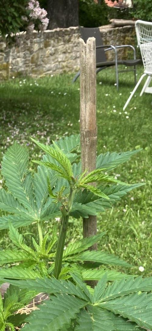 German outdoor, Durban Poison regular. Week 9