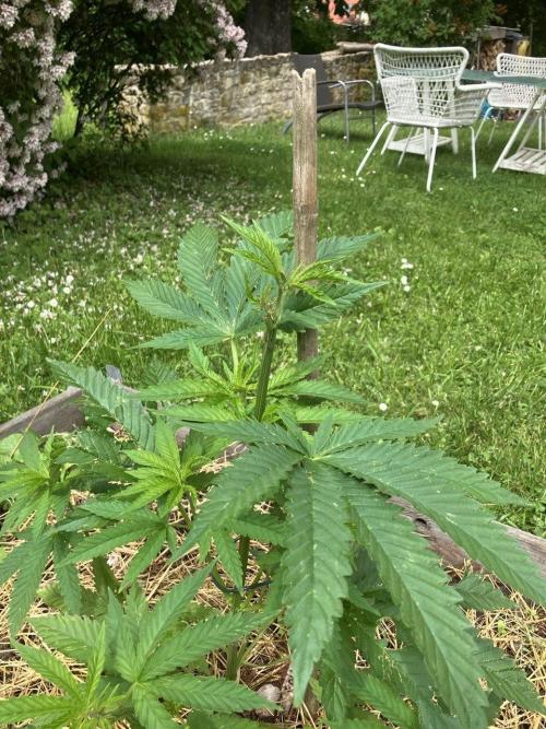 German outdoor, Durban Poison regular. Week 9