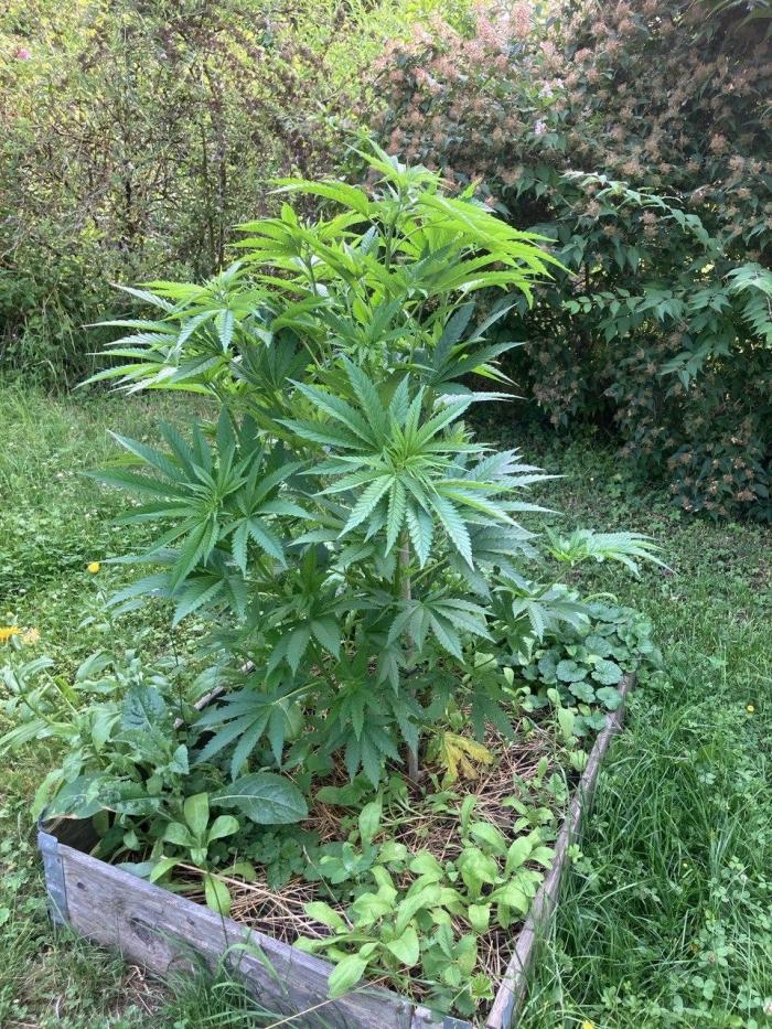 German outdoor, Durban Poison regular. Week 12
