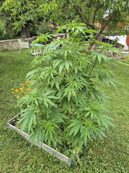 German outdoor, Durban Poison regular. Week 14 - DP Nr1