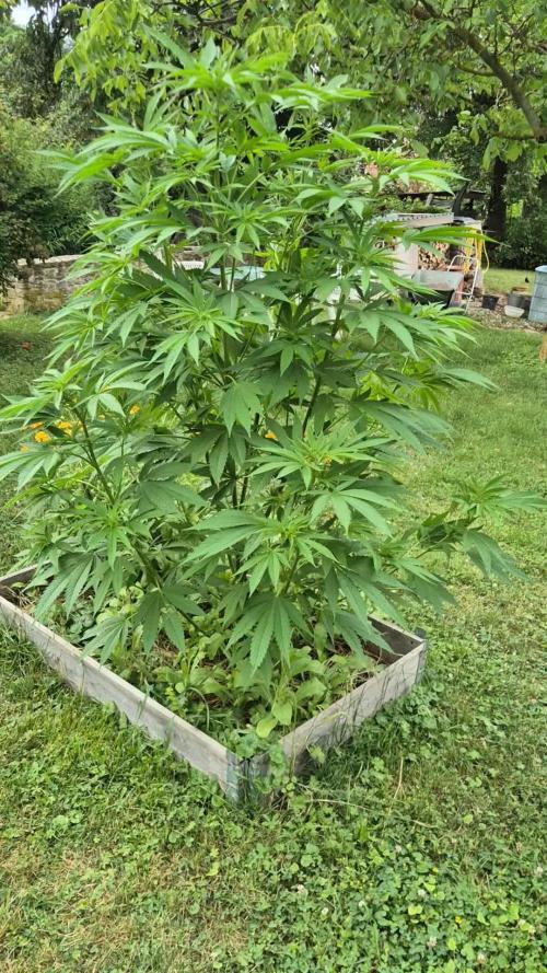 German outdoor, Durban Poison regular