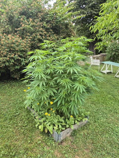 German outdoor, Durban Poison regular. Week 14 - DP Nr2