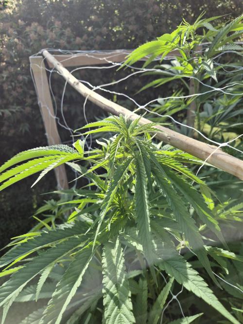 German outdoor, Durban Poison regular. Week 15