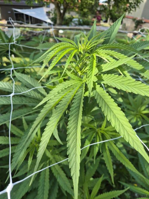 German outdoor, Durban Poison regular. Week 15