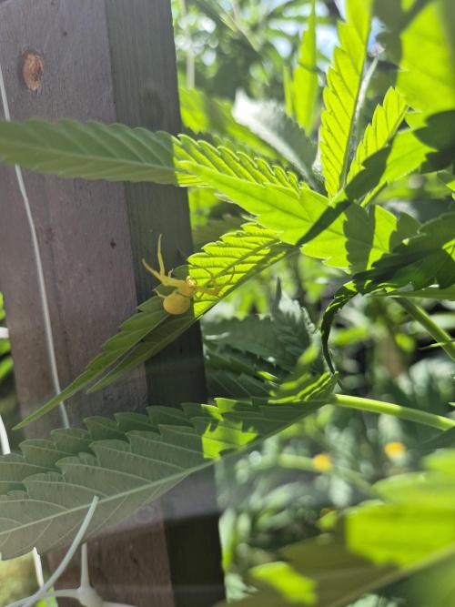 German outdoor, Durban Poison regular. Week 15