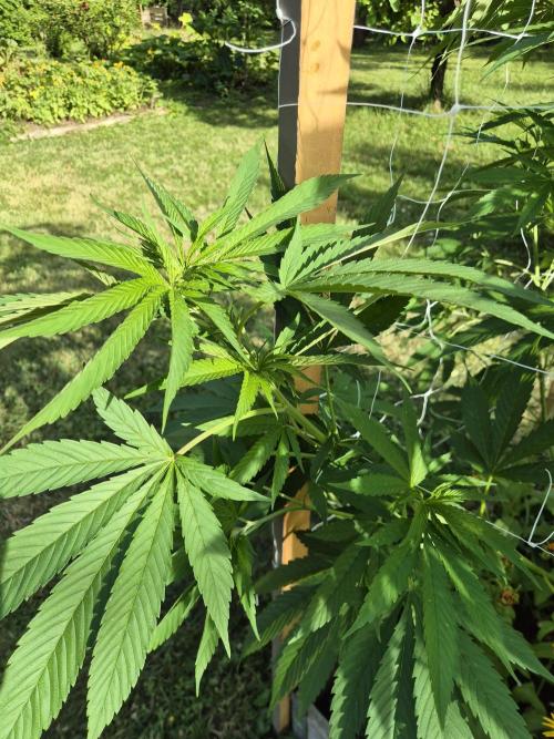 German outdoor, Durban Poison regular. Week 15
