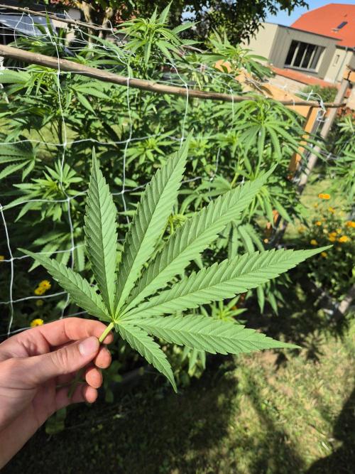 German outdoor, Durban Poison regular. Week 15
