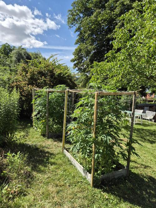 German outdoor, Durban Poison regular. Week 15