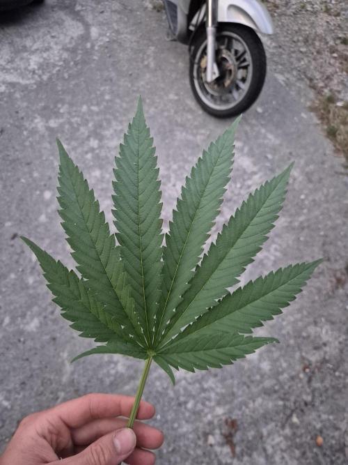German outdoor, Durban Poison regular. Week 15