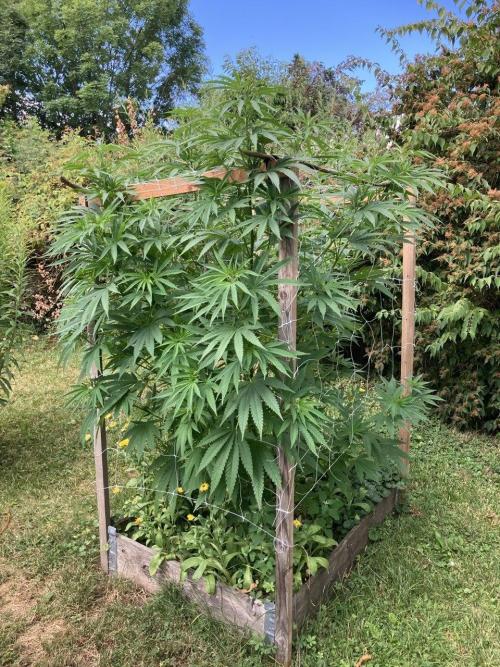German outdoor, Durban Poison regular. Week 17